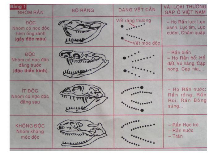 Phân biệt rắn độc và rắn không độc - chaobacsi.org
